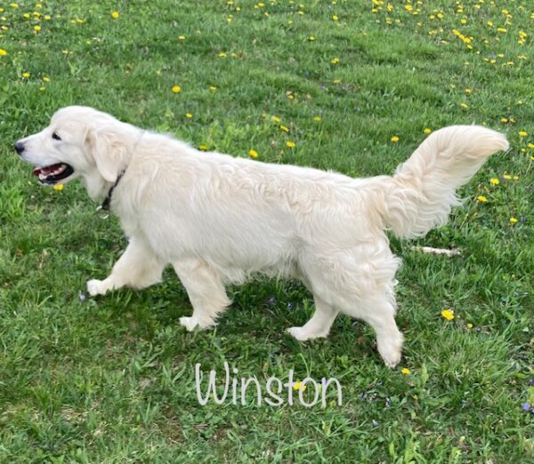 Adult retreivers for sale, adult dogs for sale near me