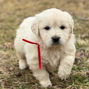 Golden retriever puppy