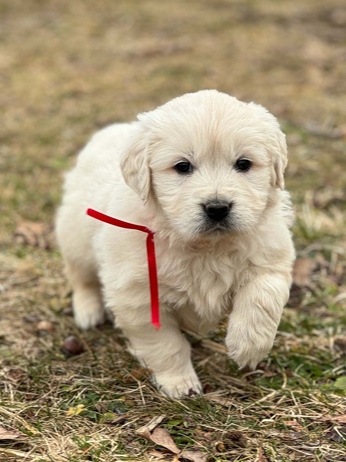 Golden retriever puppy