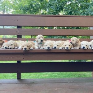 golden retriever puppies near deep creek lake