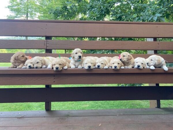 golden retriever puppies near deep creek lake