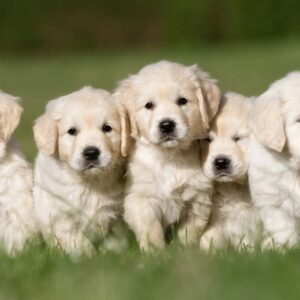 Golden Puppies Are On The Way!!