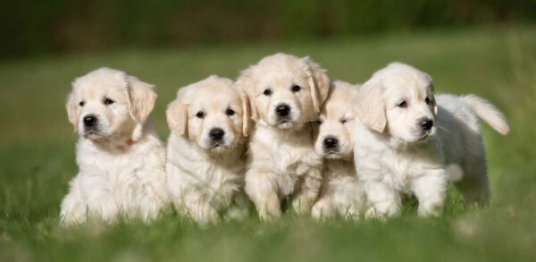 Golden Puppies Are On The Way!!