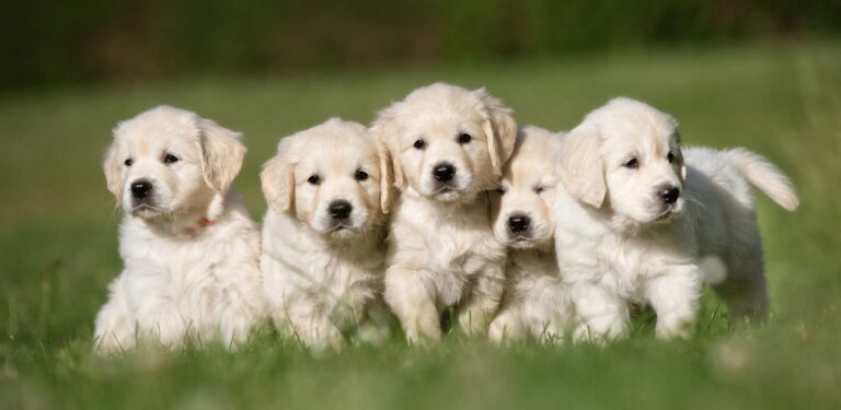 Golden Puppies Are On The Way!!
