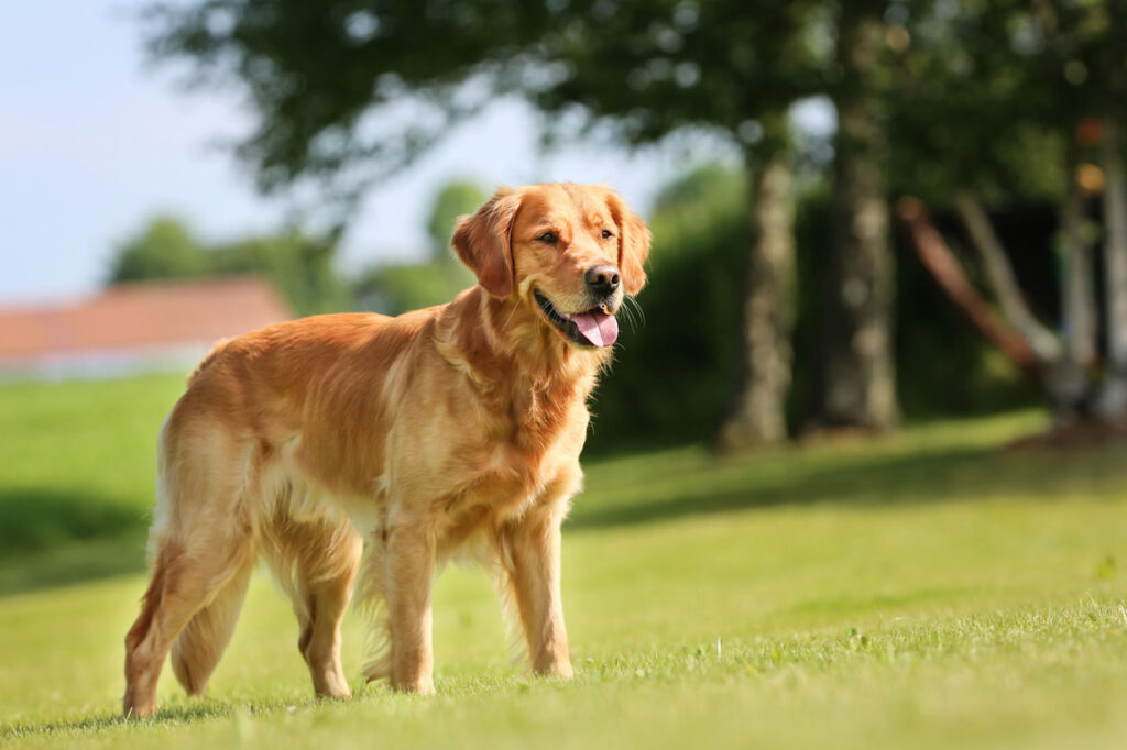 golden retriever facts