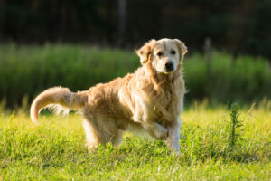 golden retriever history