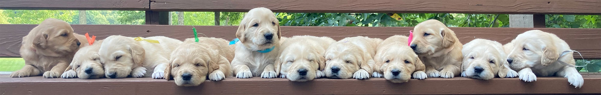 Golden retriever Puppies