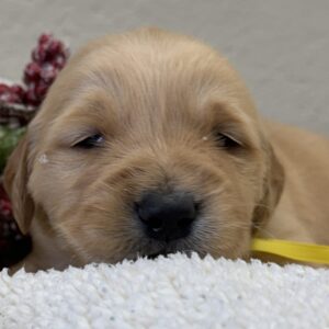 AKC registered American golden retriever puppies for sale near me