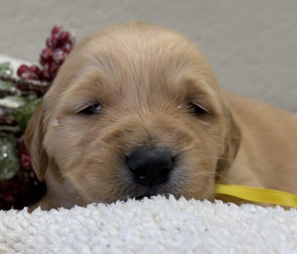 AKC registered American golden retriever puppies for sale near me