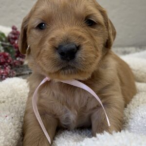 dark golden retriever puppies, American retrievers