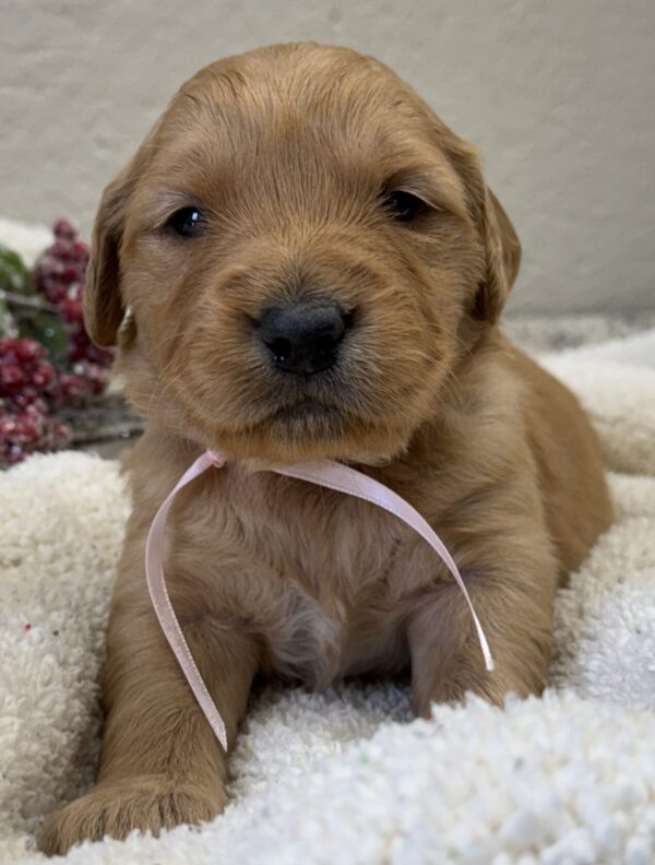 dark golden retriever puppies, American retrievers