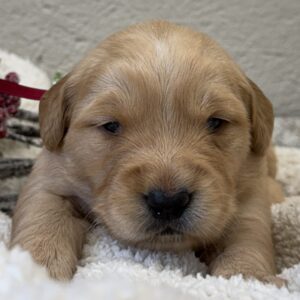 puppies for sale, American goldens near me