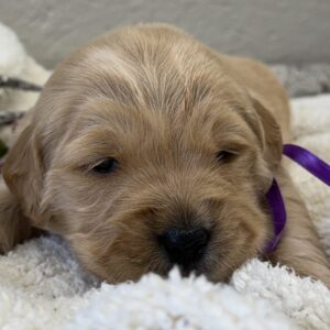 puppies for sale near me, traditional colored golden retrievers