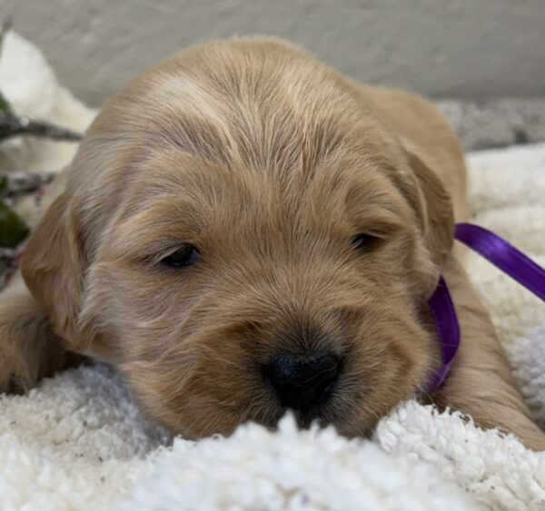 puppies for sale near me, traditional colored golden retrievers