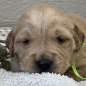 American golden retriever puppies for sale near me