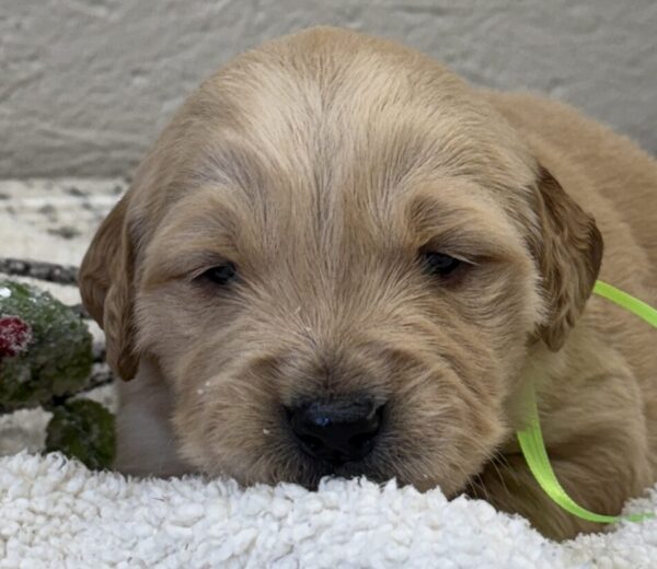 American golden retriever puppies for sale near me