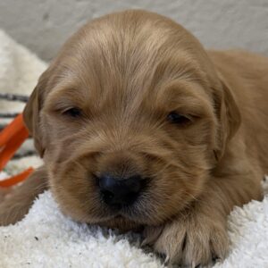 AKC retriever puppies for sale near me, golden puppies