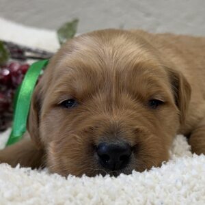 AKC registered golden retriever puppies, american goldens, dark colored goldens