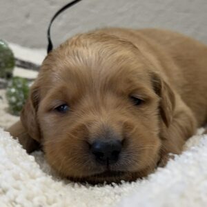 AKC registered american goldens, tradional colored