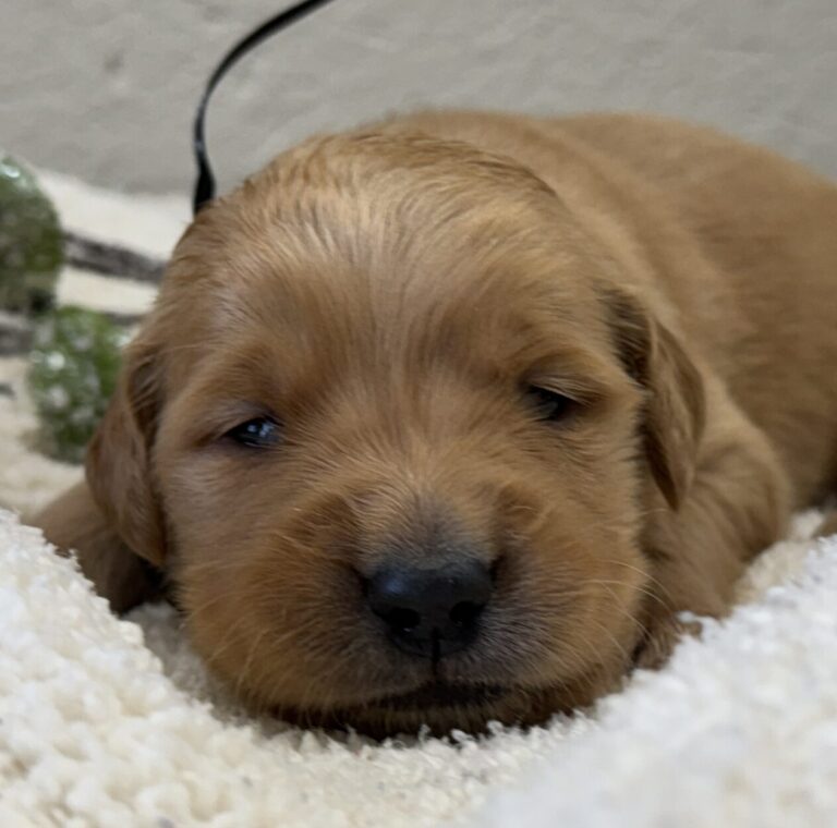 AKC registered american goldens, tradional colored