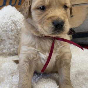 puppies for sale, American goldens near me