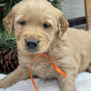 Pure-bread red goldens, standard goldens