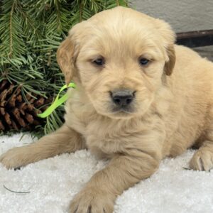 English Cream golden retriever puppies, puppies in Garrett County