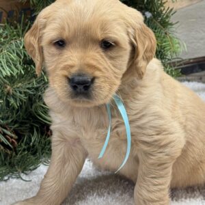 puppies near me, white golden retriever puppies