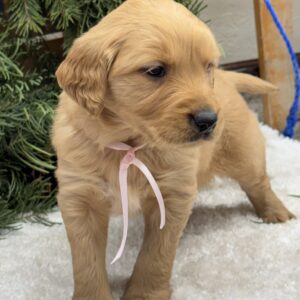 puppies for sale in Maryland, puppies near me