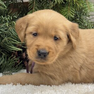 Puppies near me, Dark goldens