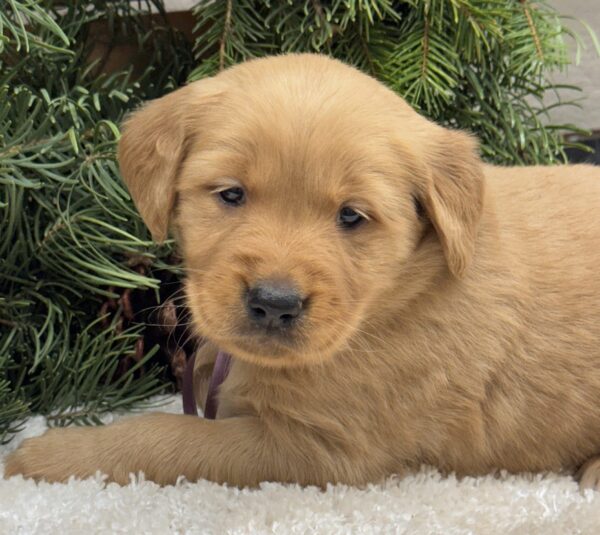 Puppies near me, Dark goldens