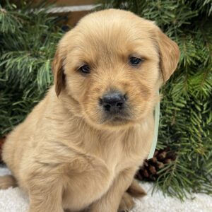 white puppies, red puppies