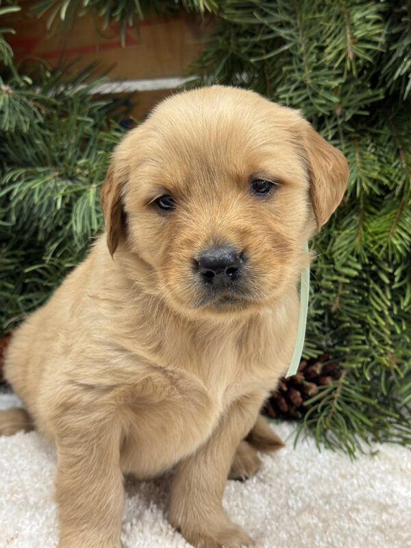 white puppies, red puppies