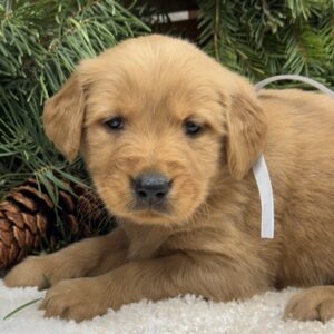 Golden Retriever Puppies, English Cream Golden Retrievers