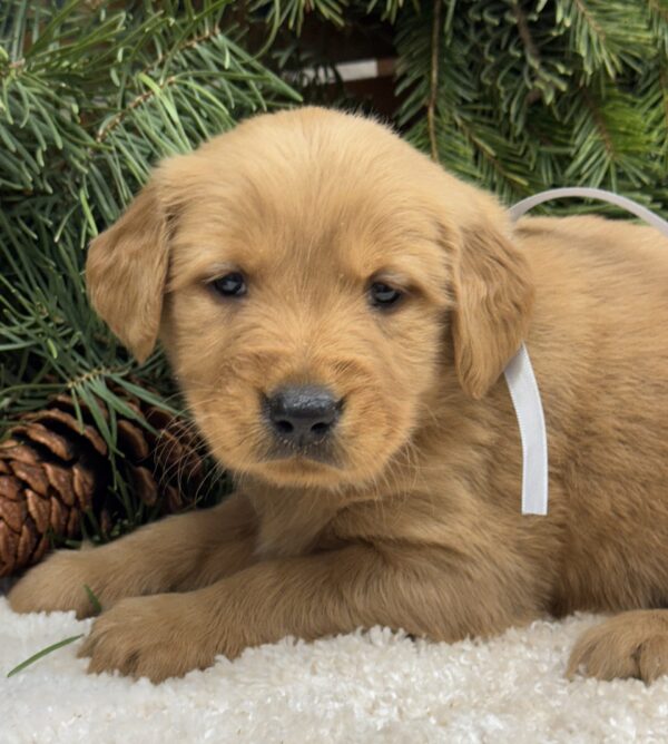 Golden Retriever Puppies, English Cream Golden Retrievers