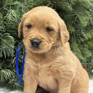 Traditional goldens, dark & light goldens