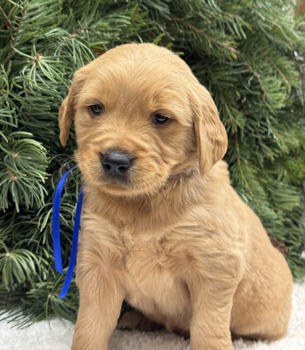 Traditional goldens, dark & light goldens