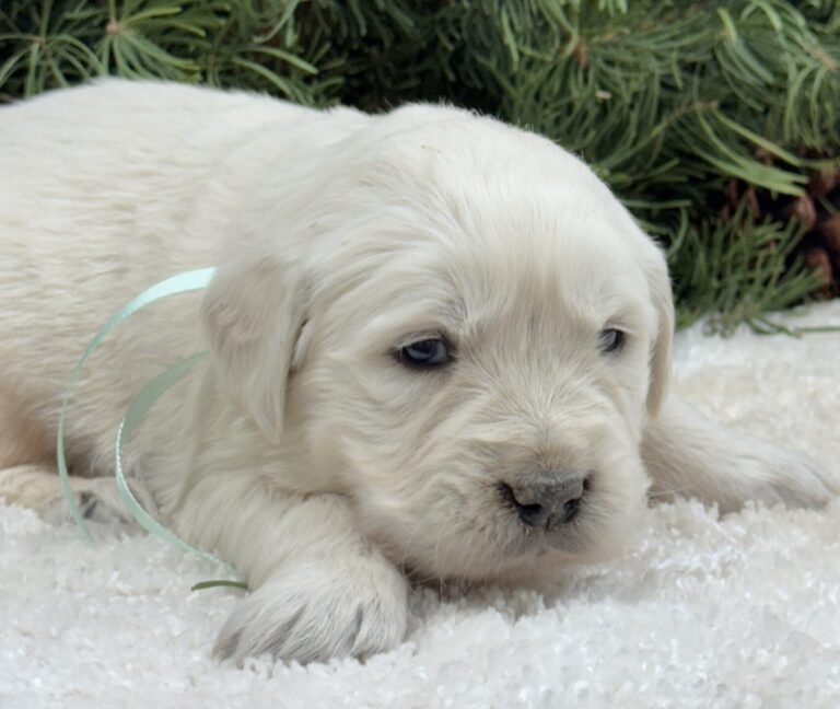 Retriever puppies near me, puppies for sale