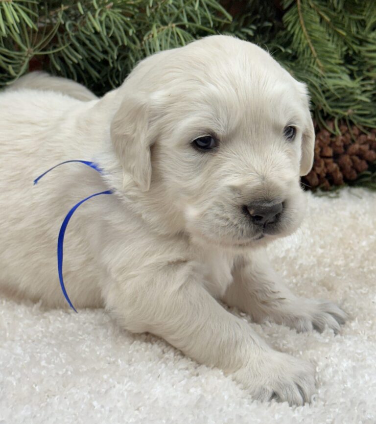 English Cream goldens, goldens for sale