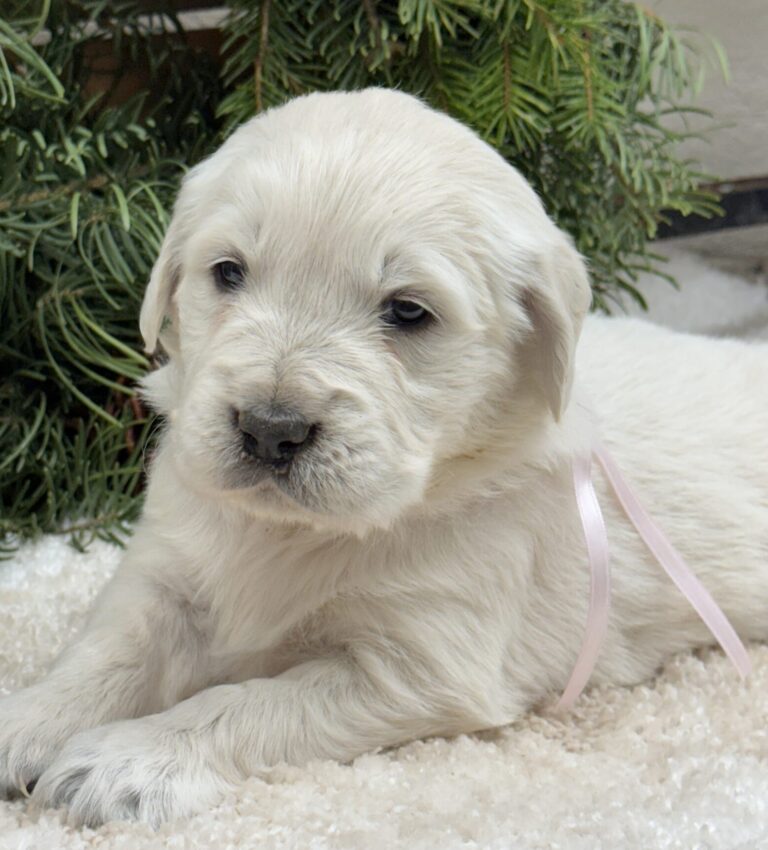 White puppies near me, AKC golden retriever puppies