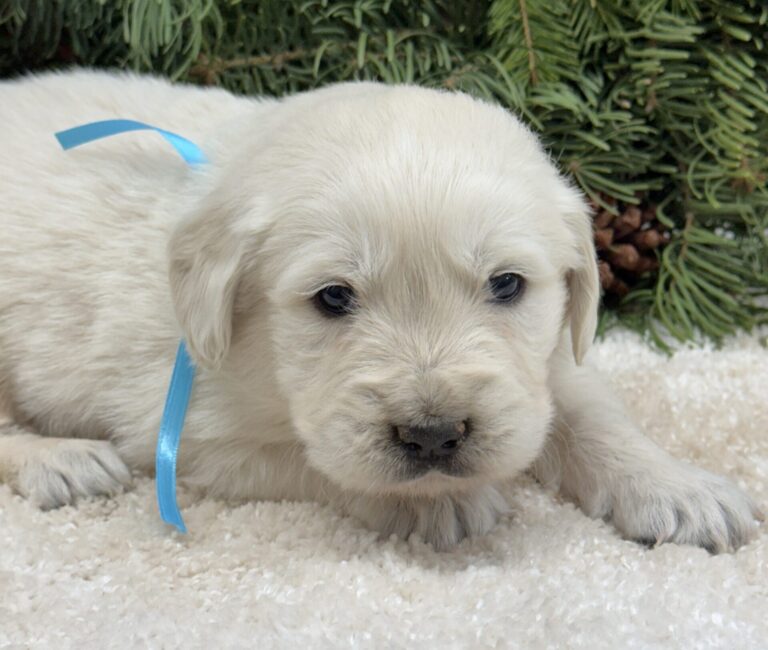 English Cream goldens, cream puppies near me