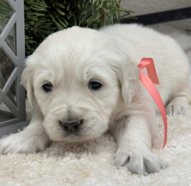 White puppies near me, white pups for sale