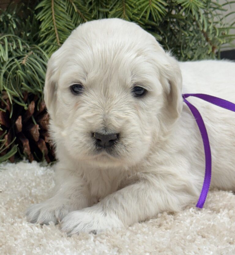 AKC registered Golden Retriever, English Cream colored