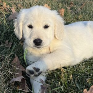 White puppies for sale, white puppies for sale