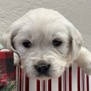 Retriever puppies near me, puppies for sale