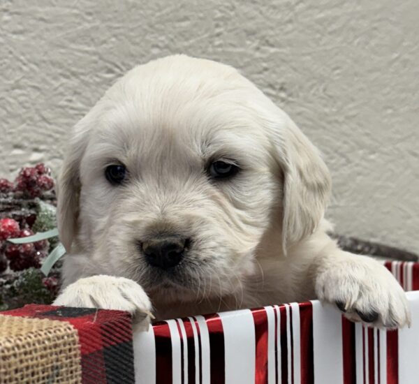 AKC Registered puppies, White AKC puppies