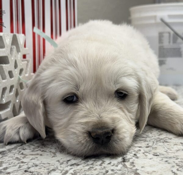 Goldens for sale, Puppies near me