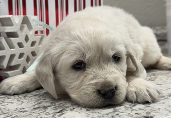 New Years puppies, Christmas puppies