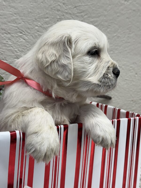 English Cream, Standard Goldens