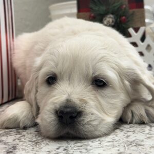 White puppies near me, White pups for sale